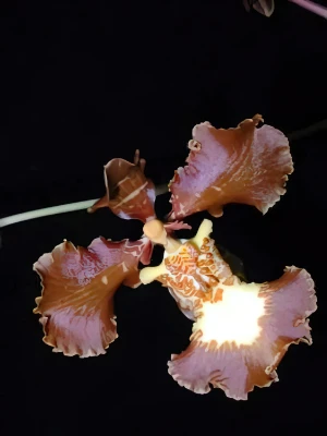 Bild von Oncidium enderianum 02